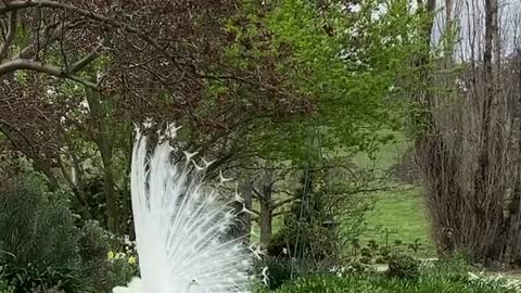 This AMAZING White Peacock will leave you in AWE!!