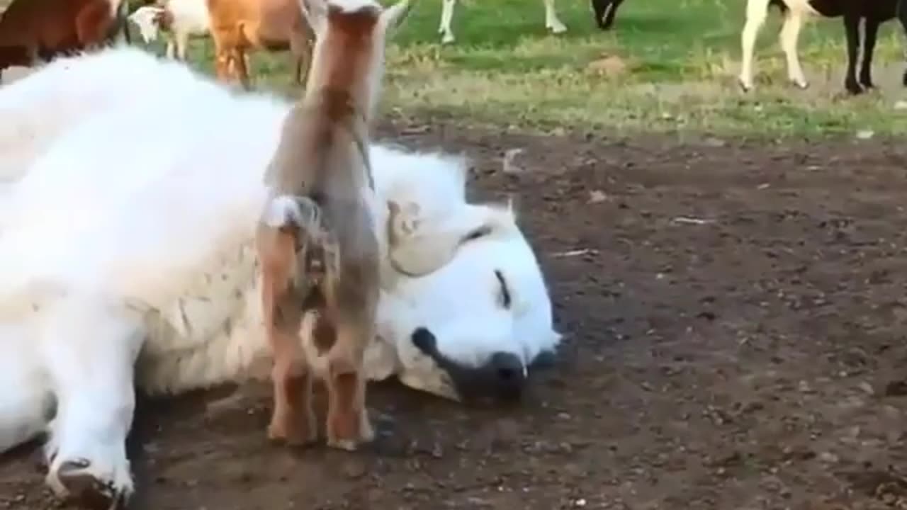 Friendly dog