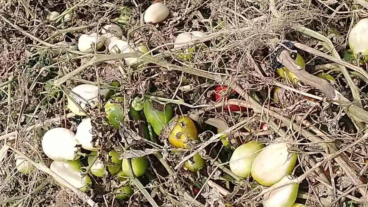 Our tomato farming