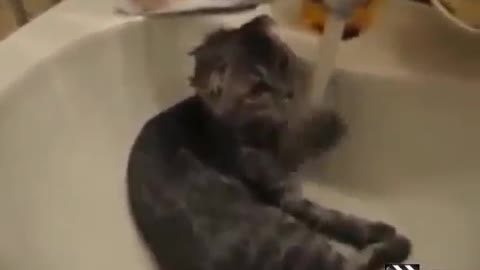 funny cat video..