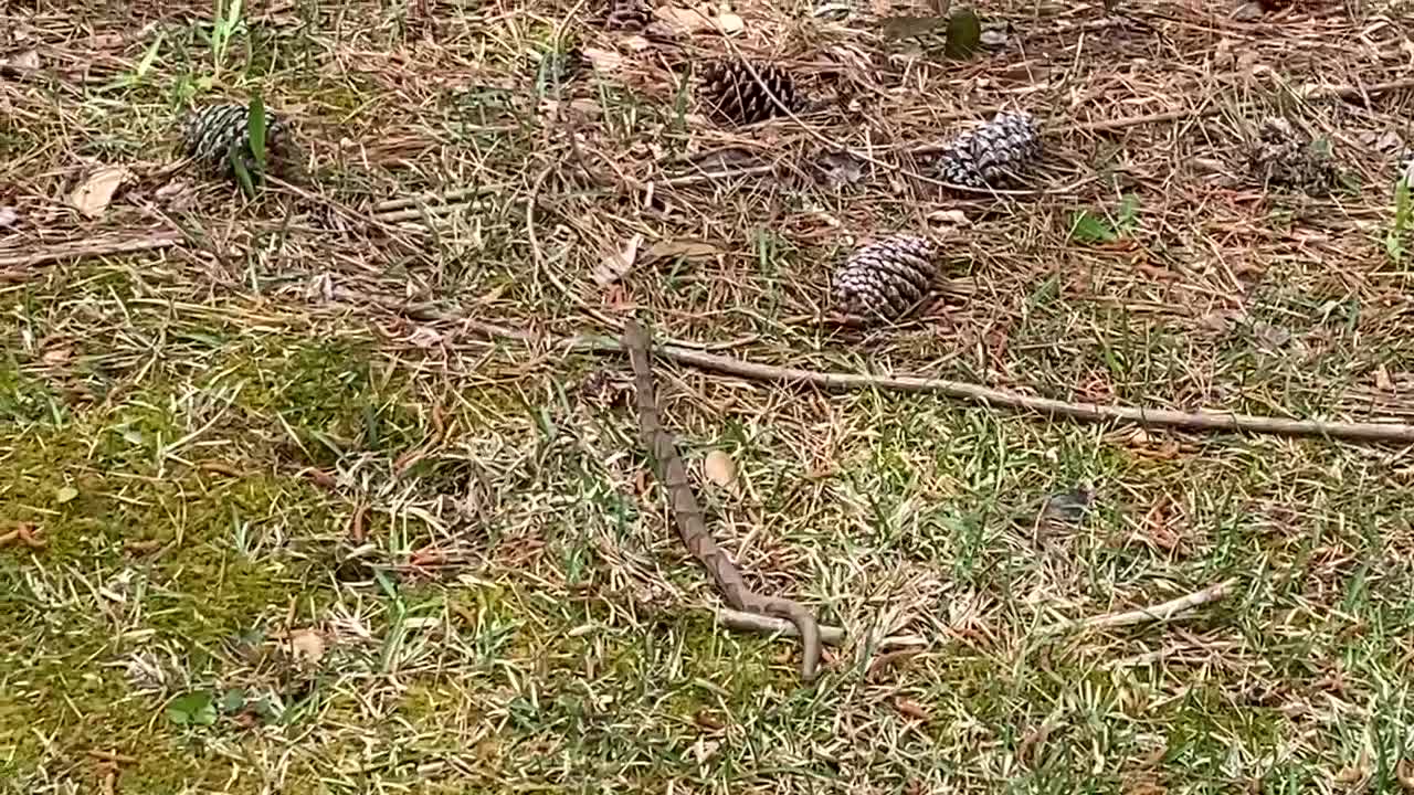 Copperhead snake sent back to the woods