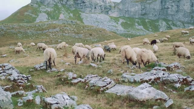 White sheep with black heads and legs grazing in the steppe