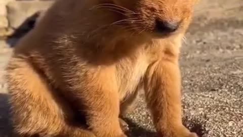 Funny and Cute Animals