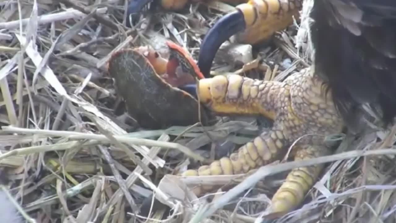 Eagle vs Tortoise - Hunting sky