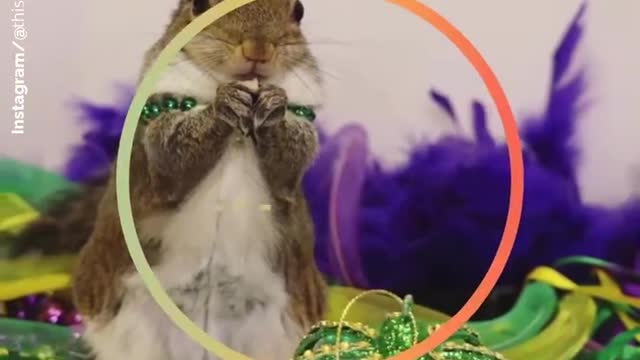 Jill the squirrel is taking over the Internet 🐭