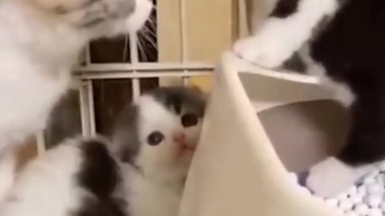 funny cats video