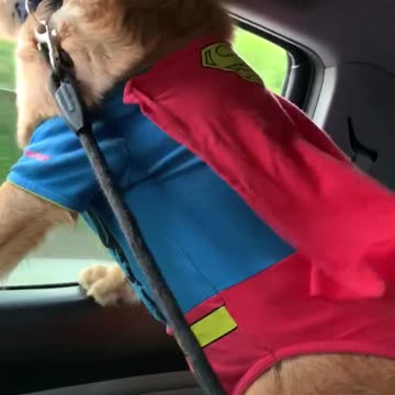 Super cute puppy to the rescue