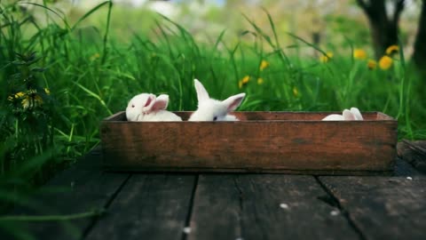 Cute Bunnies in a Basket