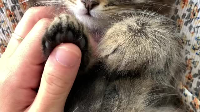 Man play with cute cat