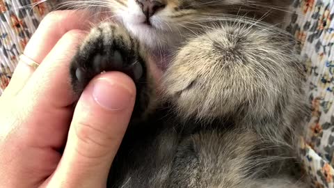 Man play with cute cat