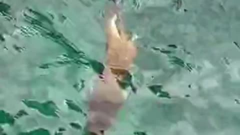 Monkey Swimming and Diving