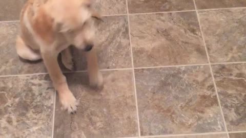 Labrador scared of popcorn machine