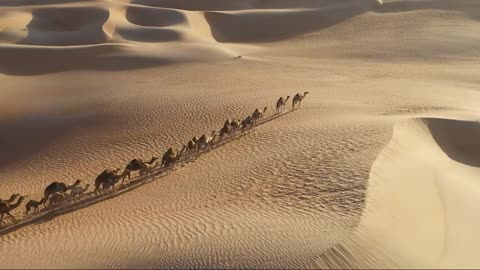 Camels and the Desert