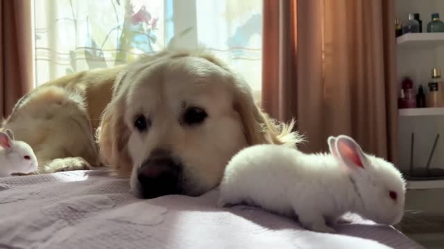 Golden Retriever Meets Tiny Bunnies for the First Time
