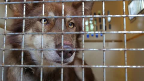 Dog in Cage. Cruelty to Animals and Animal Abuse