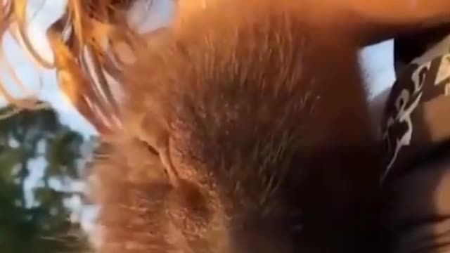 funny owners and a pig