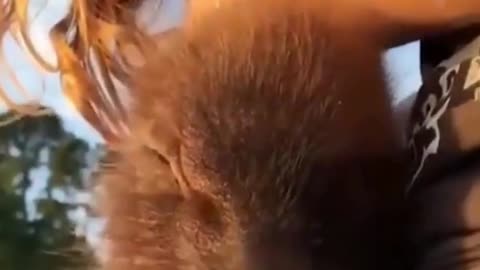 funny owners and a pig
