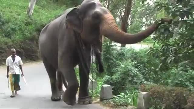 sri lankan elephant