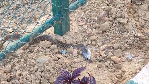 Snake trying to swallow a fish