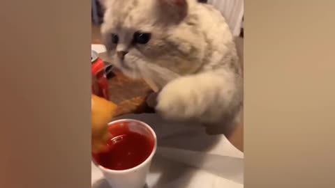 Funniest Animal Videos