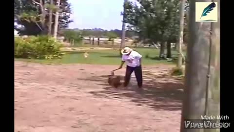 Funny chickens and roosters Chasing kids and adults 😂😂__funny videos compilation 2020.