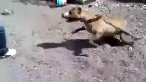 Never tease a dog