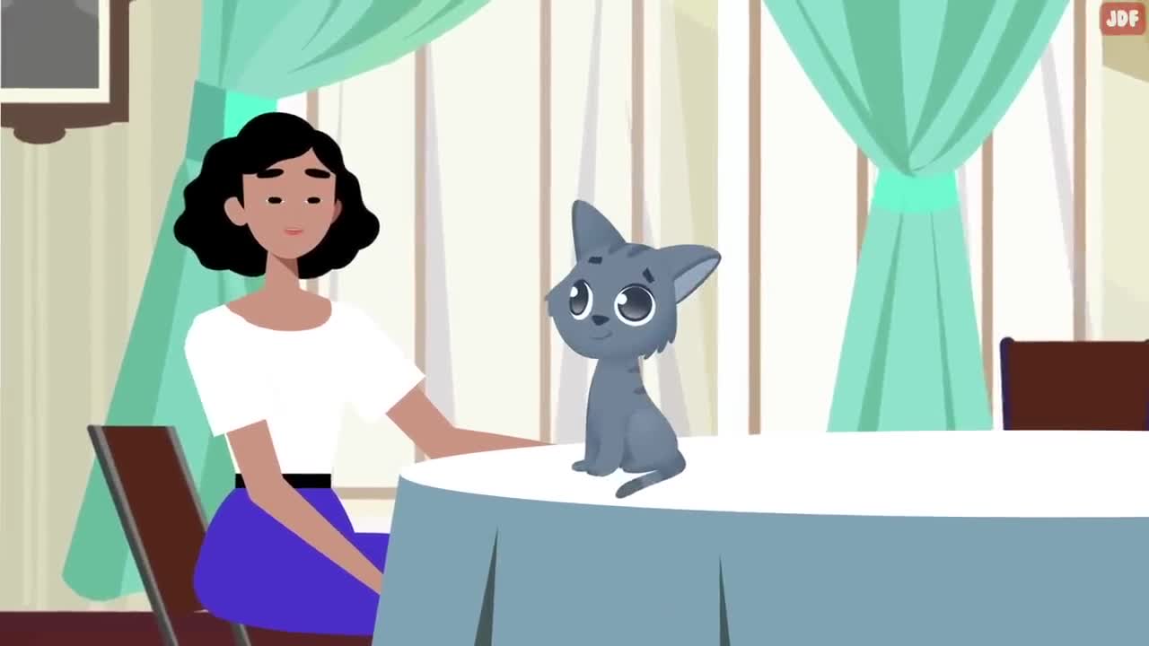 11 things cat loves most