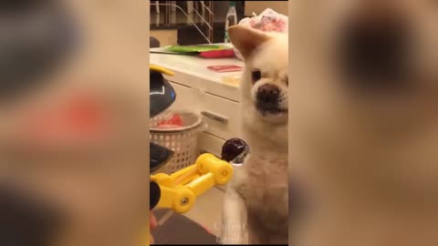 Funny dogs compilation dog videos funny videos 2023