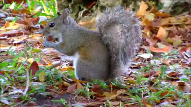 Grey Squirrel Eating