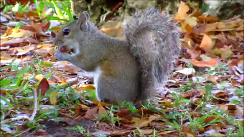 Grey Squirrel Eating