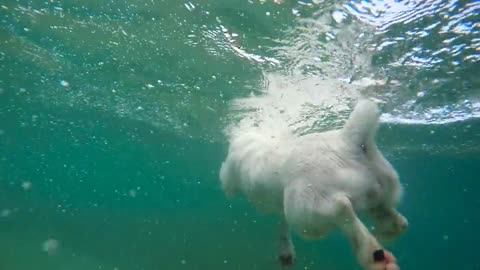 Dog Swiming