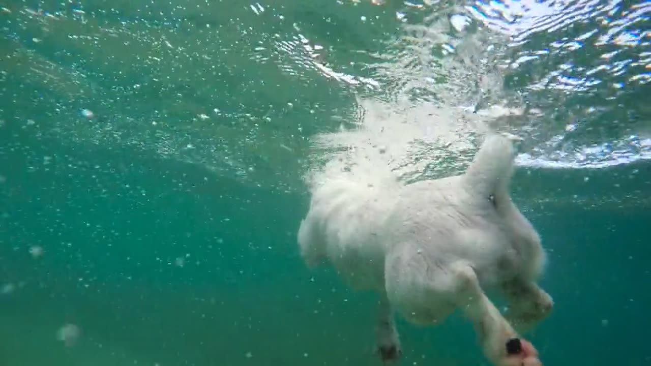 Dog Swiming