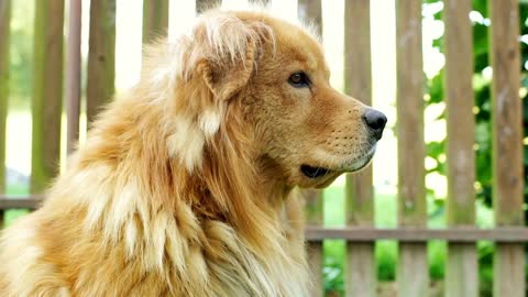 Cute doggie standing outdoors next to the fence and looking on something