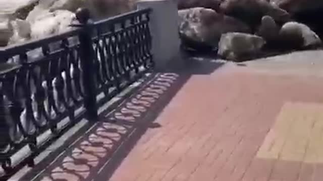 Ice from the Amur broke through the embankment in the Khabarovsk
