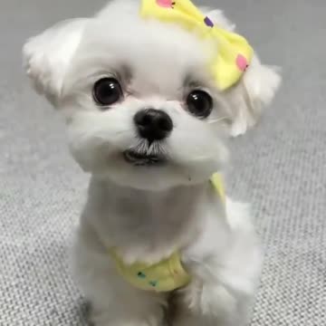 Beautiful view of a little puppy meditating in the room