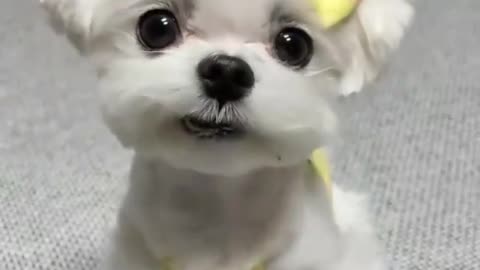 Beautiful view of a little puppy meditating in the room