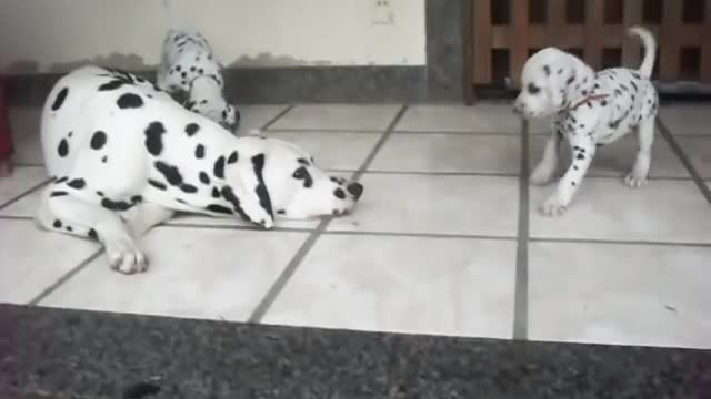 Filhotes dálmatas
