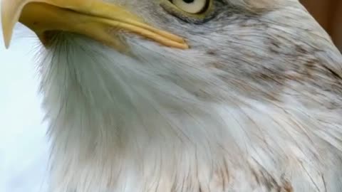 amazing facts about eagle