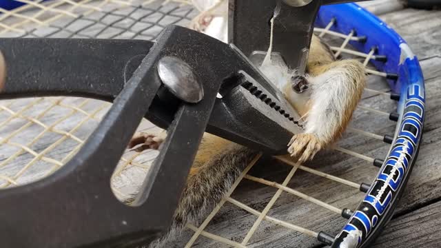 Botfly removed from chipmunk *graphic* read description