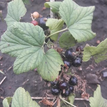 The black currents are ripe