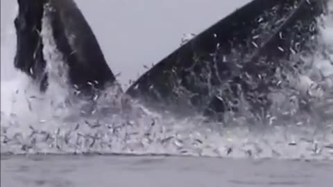 whale 🐋 attack# so dangerous video