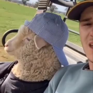 Funny cats dogs👌👌👌👌#shorts video 🐈🐈🐱