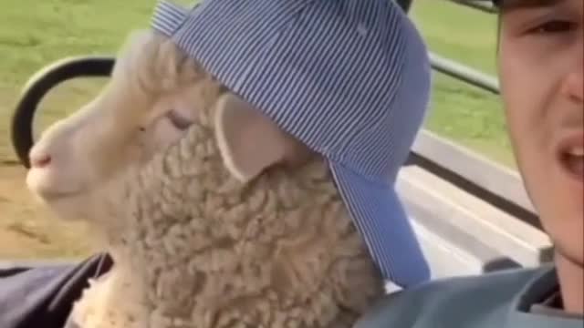 Funny cats dogs👌👌👌👌#shorts video 🐈🐈🐱