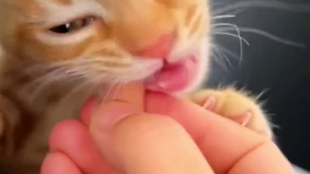 cat is so cute