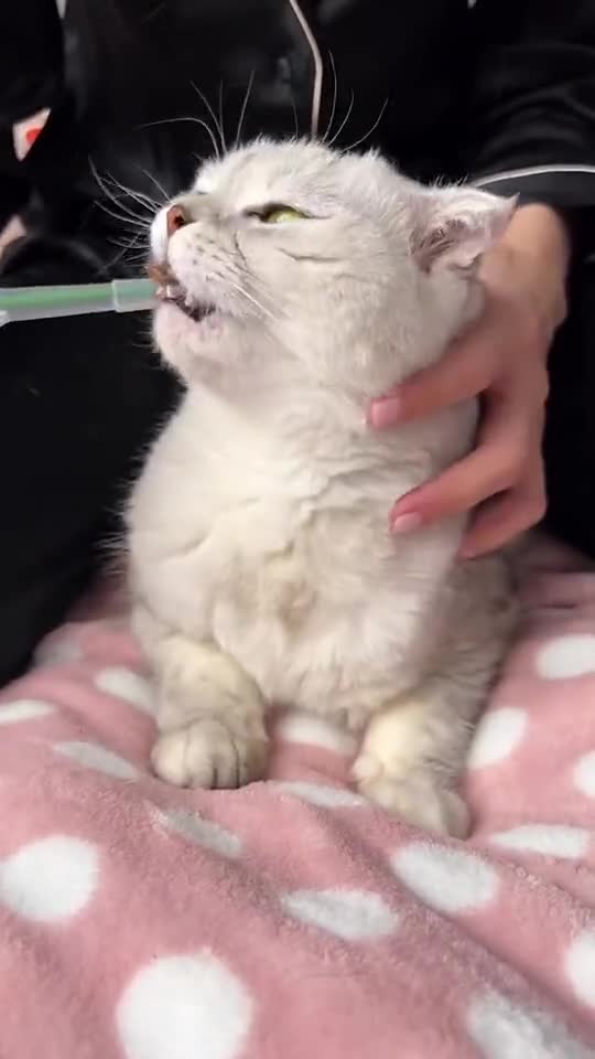 Cats cleaning the mouth #cats #mouth #shorts