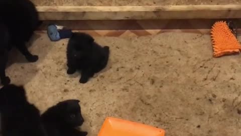 Beautiful smart dog playing with his puppies