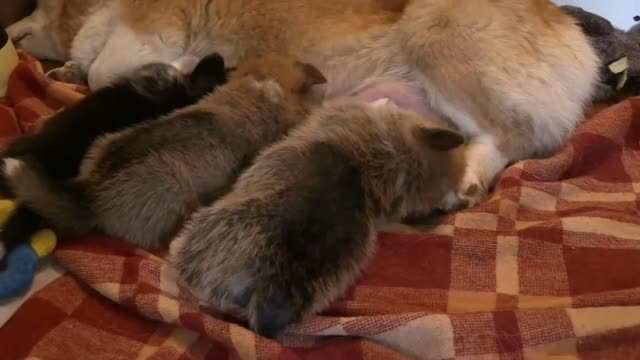 Wow, watch the children of small dogs breastfeeding their mother