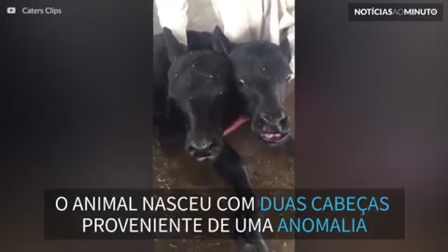 Búfalo mutante com duas cabeças nasce no Paquistão