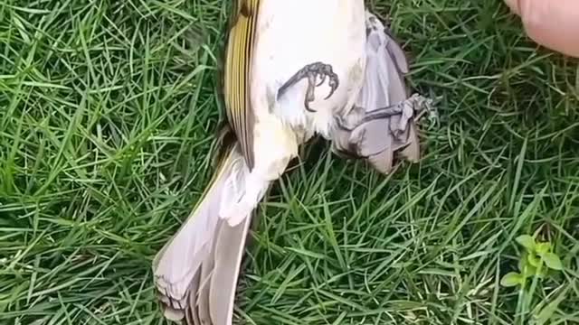 Funny video