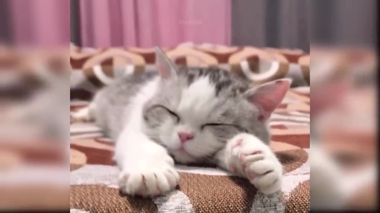 Baby Cats - Cute and Funny Cat Videos Compilation